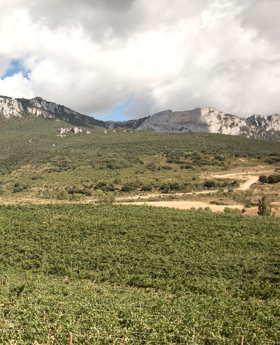 🍃Así de verdes lucen nuestras vides en Rioja Alavesa.
Un paisaje que nos recuerda por qué el origen importa.🍷

❗WINE IN MODERATION 'El vino solo se disfruta con moderación'

#Orube #RiojaAlavesa #BodegasOrube #Viñedos #SierraDeCantabria #DORioja