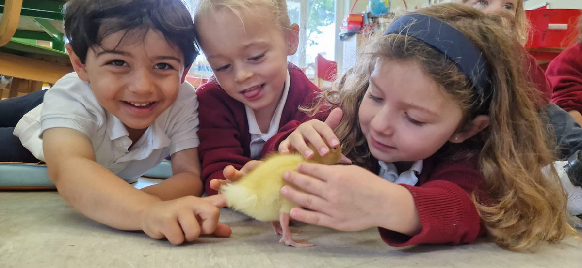 Instituto Español Vicente Cañada Blanch (@canada_blanch) on Twitter photo ¡Emoción en estado puro! 🐣 En la clase de 3 añitos hemos vivido un momento mágico: ¡hemos visto eclosionar un huevo en directo! 😍
Cuidamos, alimentamos y hasta bañamos a los patitos. ¡Cuánto hemos aprendido! 💛
¡Ha sido una experiencia inolvidable! 🌼
<a href="/consejeriauk/">Consejería de Educación Reino Unido e Irlanda</a> ¡Emoción en estado puro! 🐣 En la clase de 3 añitos hemos vivido un momento mágico: ¡hemos visto eclosionar un huevo en directo! 😍
Cuidamos, alimentamos y hasta bañamos a los patitos. ¡Cuánto hemos aprendido! 💛
¡Ha sido una experiencia inolvidable! 🌼
<a href="/consejeriauk/">Consejería de Educación Reino Unido e Irlanda</a>