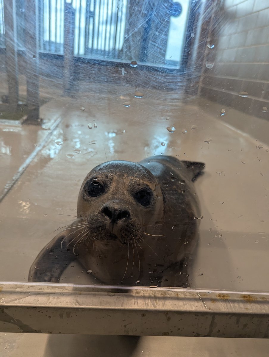 Zeehondencreche's tweet image. Mar and Myrthe: two seals who still need to eat a lot before they regain their weight. 🐟 Would you like to help Mar (around 1 year old and 19,3 kg) and Myrthe (around 2 weeks old and only 6,3 kg) directly? 🥰
You can adopt them now symbolically: zeehondencentrum.nl/en/how-to-help…