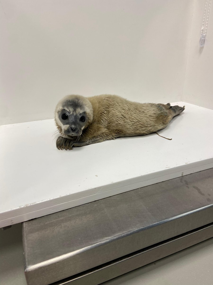 Zeehondencreche's tweet image. Mar and Myrthe: two seals who still need to eat a lot before they regain their weight. 🐟 Would you like to help Mar (around 1 year old and 19,3 kg) and Myrthe (around 2 weeks old and only 6,3 kg) directly? 🥰
You can adopt them now symbolically: zeehondencentrum.nl/en/how-to-help…