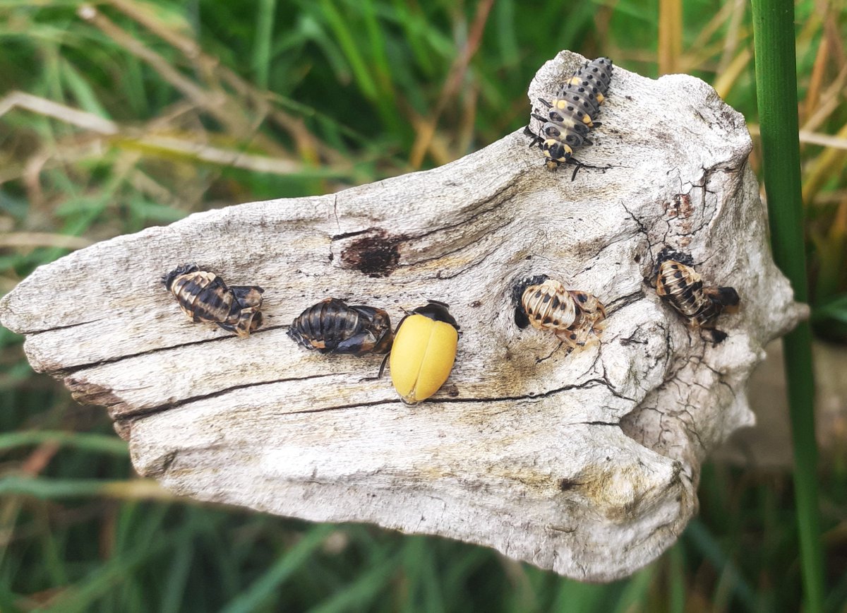 Looks like a good year for ladybirds! 🐞

One of our officers spotted larvae, pupae &amp; a freshly emerged adult Seven-spot Ladybird - all on one piece of wood! The young adult hasn’t developed spots yet, but will soon turn that familiar red &amp; black. ❤️🖤 
#Ladybirds #Nature