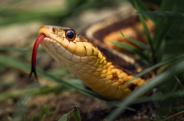 FAADAorg's tweet photo. 📢🐍¡AYUDEMOS A LOS ANIMALES SALVAJES!
Los Eurodiputados votarán este jueves la propuesta para la protección de los animales de compañía. Y quieren excluir a los animales salvajes, que se mantienen en casas, de la legislación🚨
¡Únete para que los incluyan! #PositiveList4Pets https://t.co/gHkS4SHQtI
