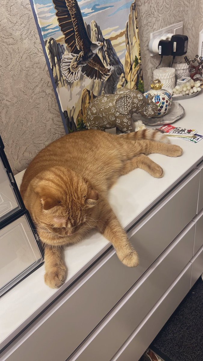 merlin_jer's tweet photo. reunited with my kitty once again 🤍 https://t.co/dVtmHShFms