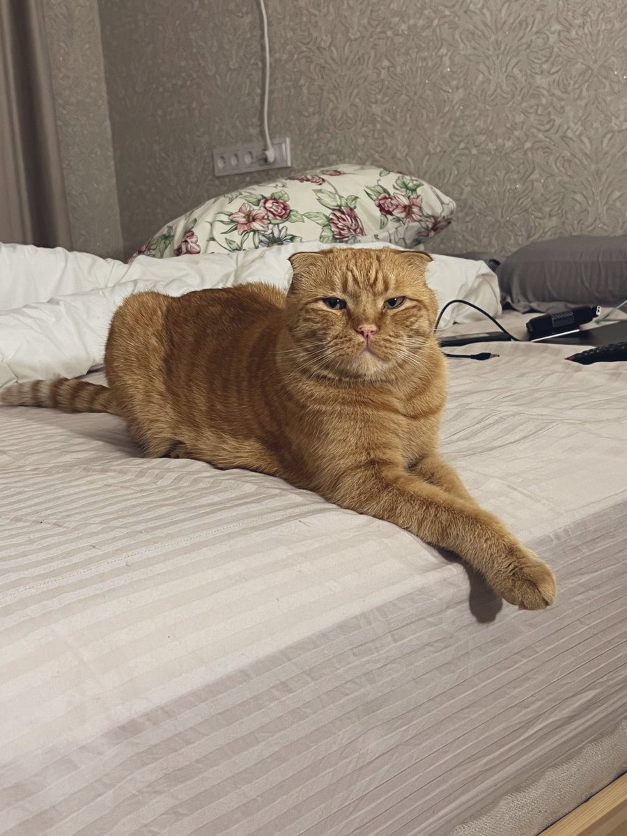 merlin_jer's tweet photo. reunited with my kitty once again 🤍 https://t.co/dVtmHShFms