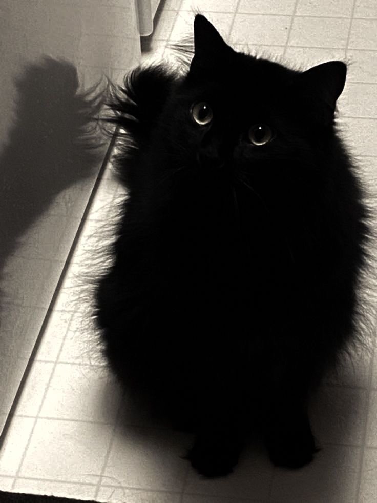 Black cats are not bad luck (@visualscat) on Twitter photo 