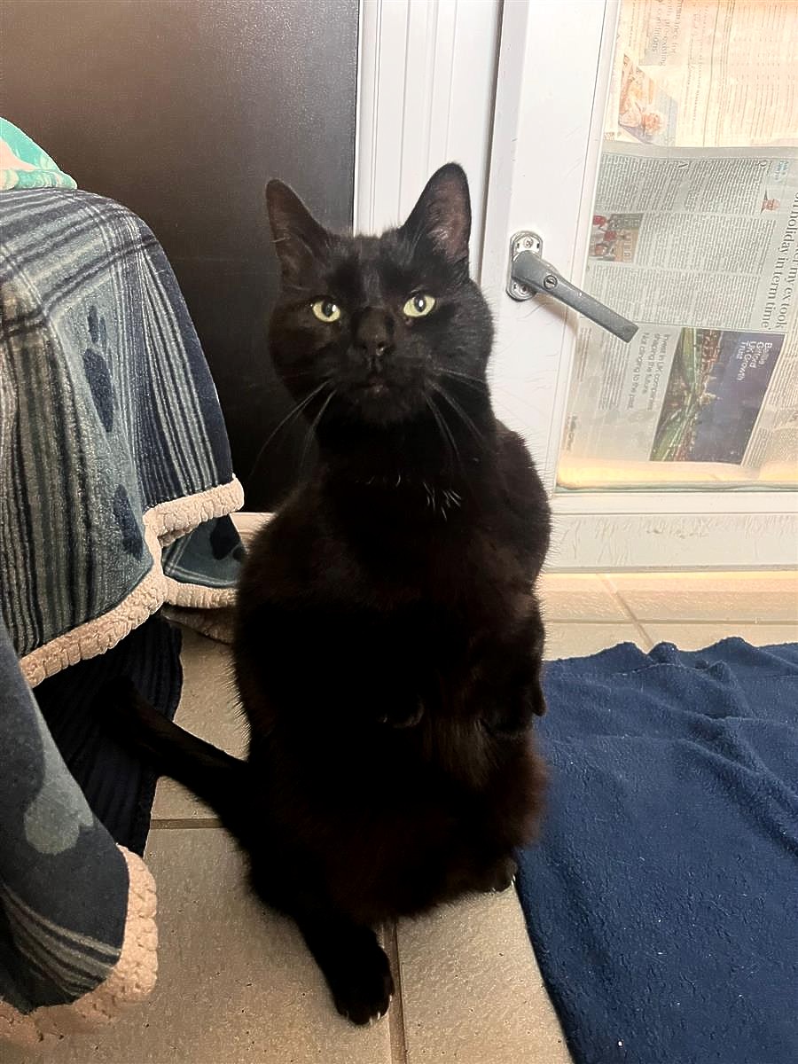 Blue Cross UK tweet media