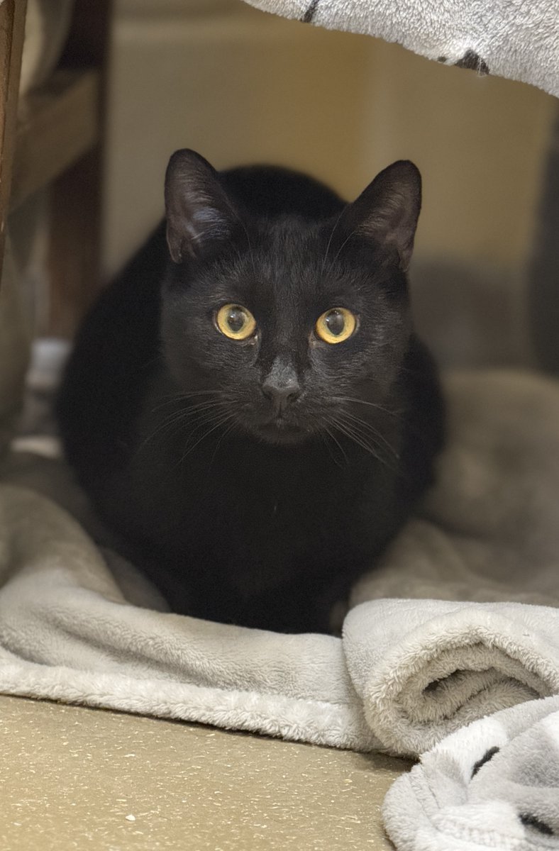 Many people think that black cats are unlucky, but that's simply not true! 🖤 

Right now, we have 34 black cats waiting for a loving home. 💔

Help us bust this myth by sharing the black cat love and helping us find them homes. 👉 bit.ly/34I92Ze #FridayThe13th