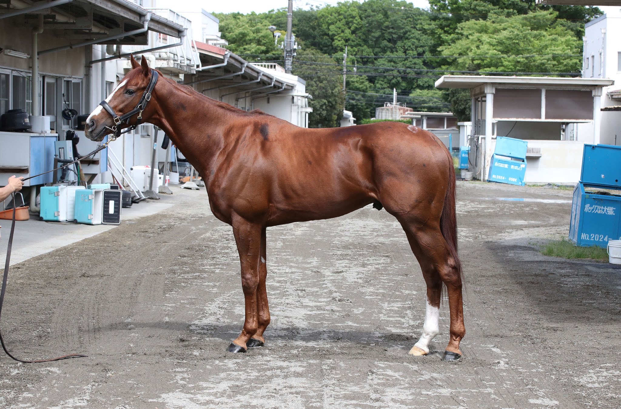 日刊スポーツ競馬 極ウマ【公式】 on X: 