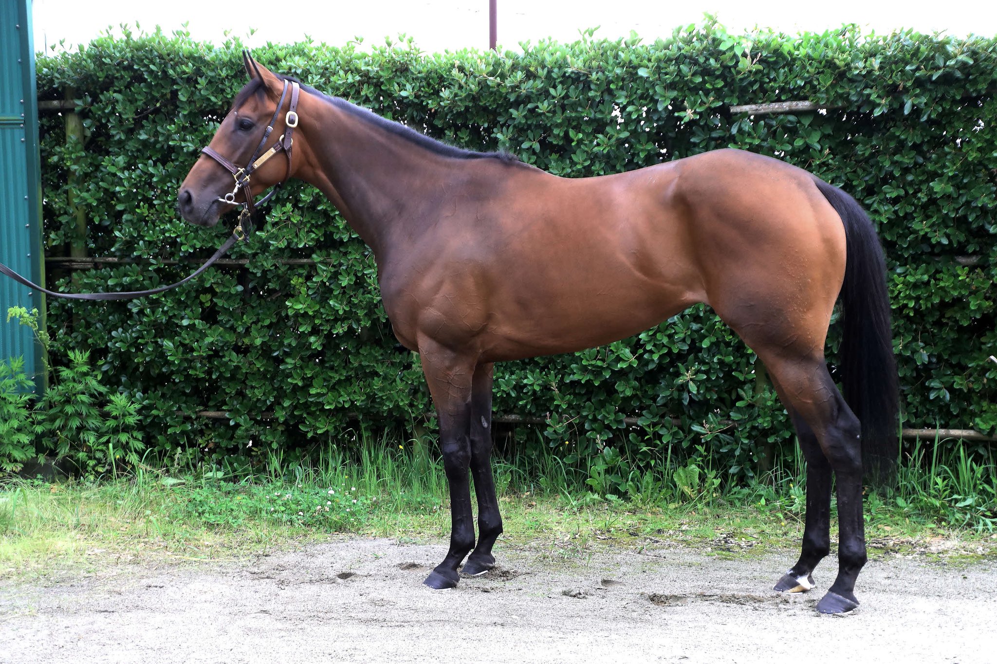 日刊スポーツ競馬 極ウマ【公式】 on X: 