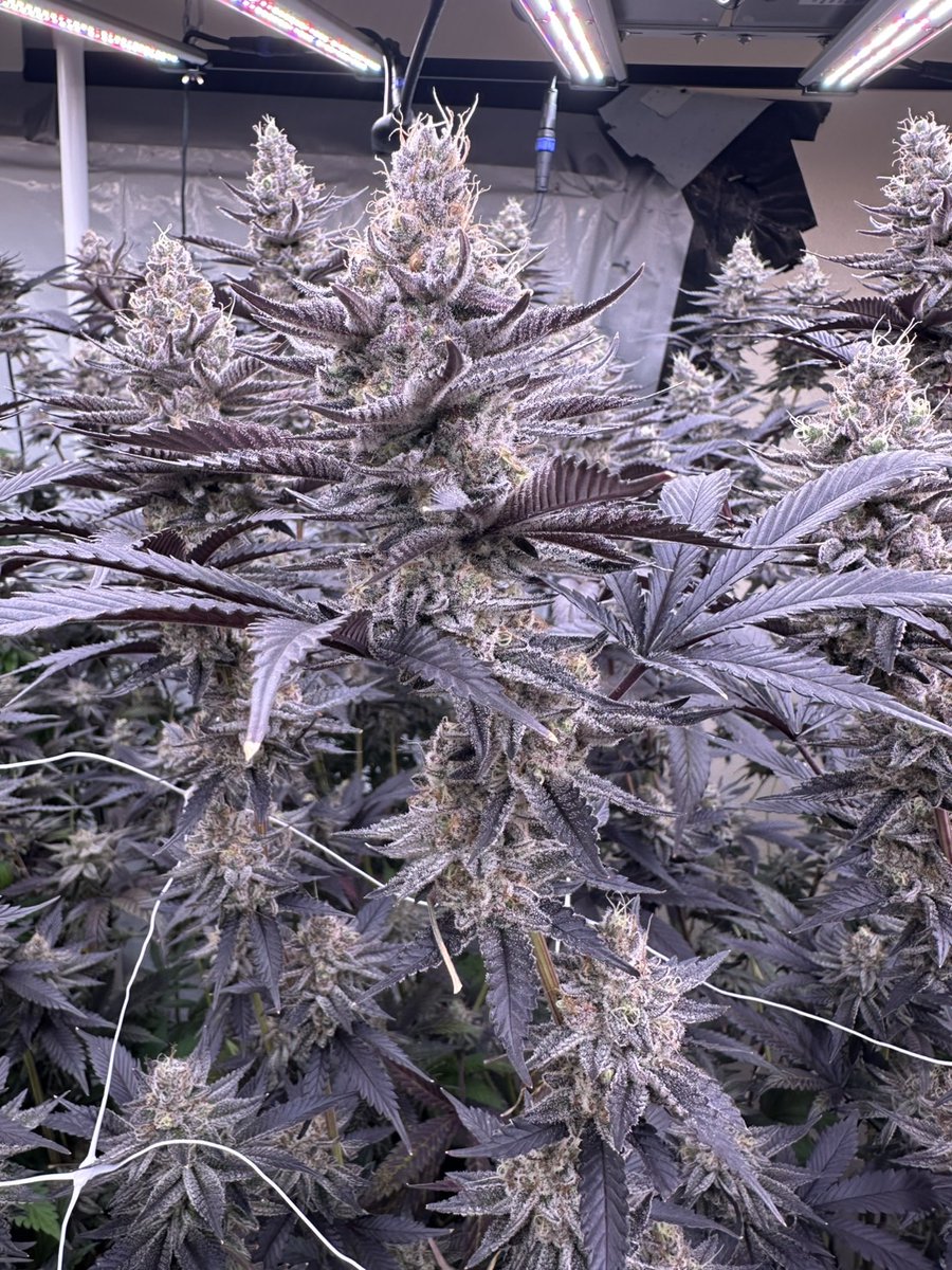 Back yard@official tweet media