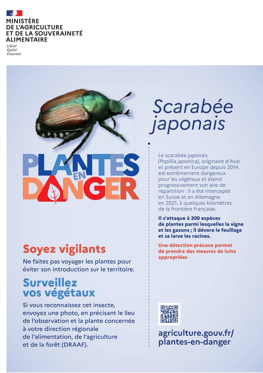 #Végétaux 🌿 |  Scarabée japonais (Popillia japonica) : ce qu’il faut savoir pour éviter la propagation de cet organisme nuisible !⚠️

Un foyer de scarabée japonais a été détecté en juillet 2024 près de Bâle, à la frontière française.
 💡 S'attaquant aux plantes, il menace de