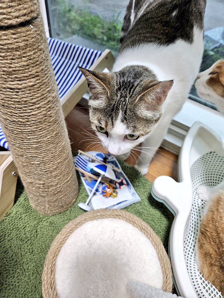 🦀🐟 바캉스 도전