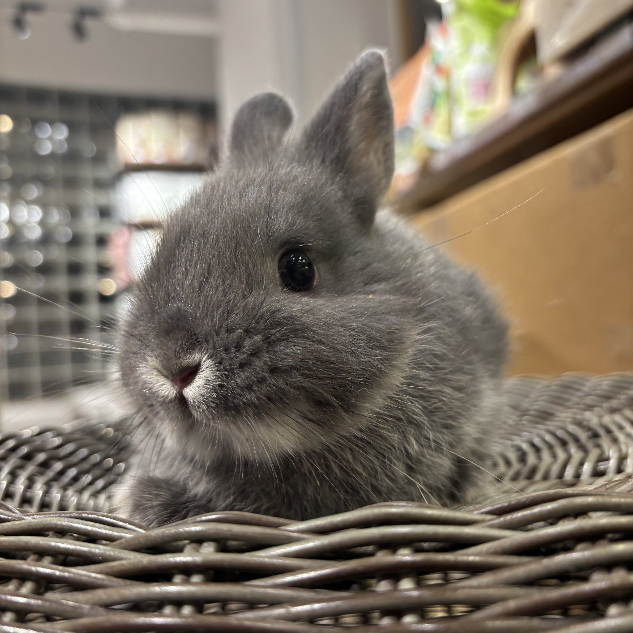 ペットうさぎ専門店 Tiny rabbit | ネザーランドドワーフぶんこ