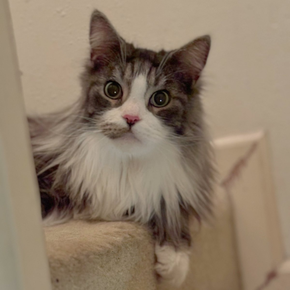 半年ぶりに親戚の猫のボタンくんを預かるご褒美ミッション開始。
まだ緊張してるけどゆっくりくつろいでいってな

#猫
#猫好きさんとつながりたい
#メインクーン