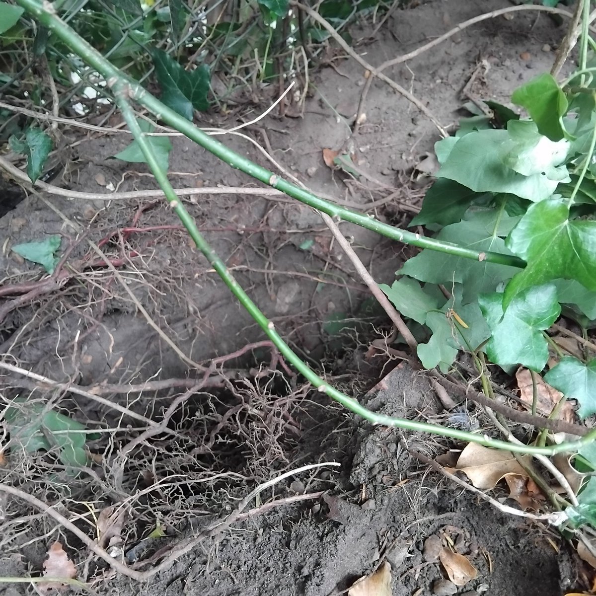 Apparently, I had a third bumblebee nest, found one this morning dug out by a badger. Bees still going back to it from my pollinator terrace, who knew I'd be feeding badgers.