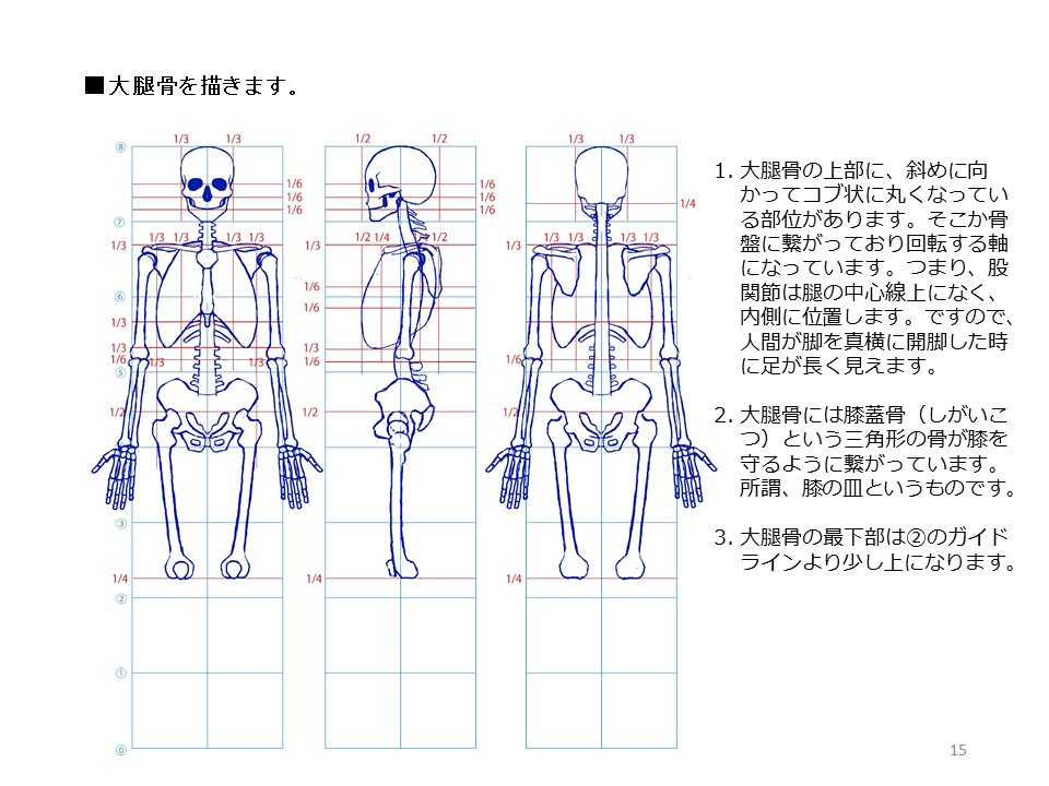 簡単マスター人体三面図(5/13) 
 前腕は2本の骨で構成されていますので捻ることが可能です。手首は股下に位置し、掌は顔(顎からおでこまで)と同じくらいの大きさです。大腿骨は脛より長いです。 
PDF版のDLはこちら
 https://t.co/Eau7nCEvz0 
