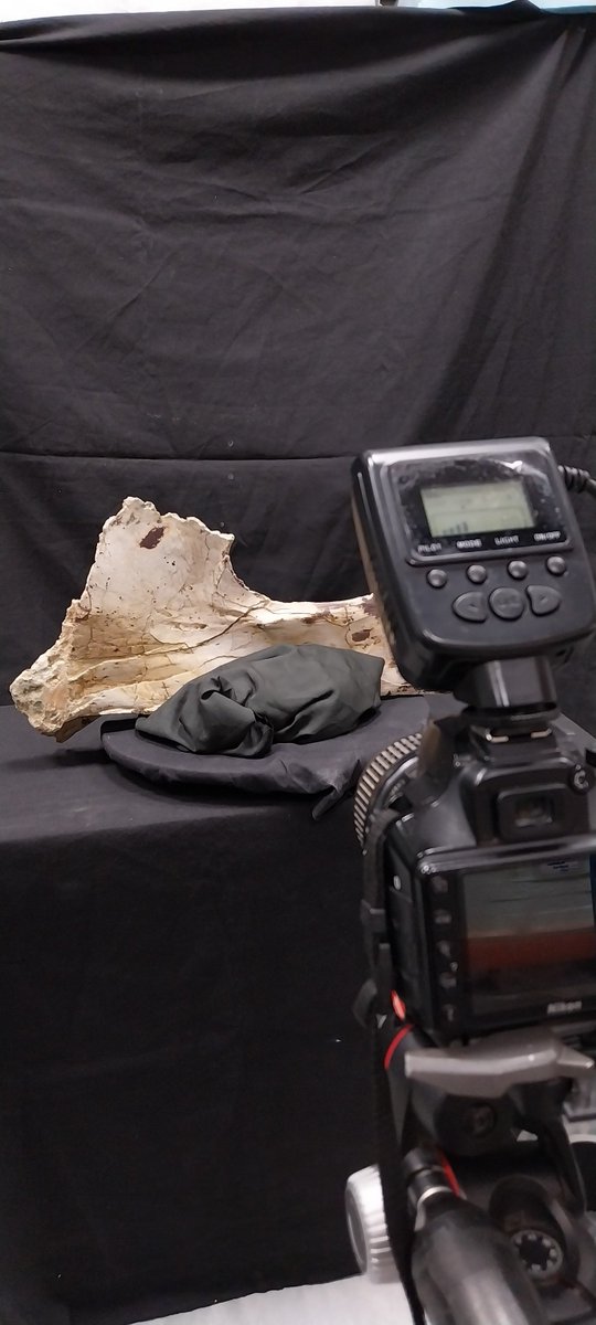 Pedro Mocho 🏳️🌈🦕 (@pd_mocho) on Twitter photo A full working week! We have been studying scapular bones from titanosaurian sauropods from #LoHueco (Late Cretaceous, Cuenca) in the scope of the projects leaded by <a href="/UNED/">UNED</a> where <a href="/IdlLuiz/">IDL - Instituto Dom Luiz</a> (<a href="/cienciasulisboa/">CIÊNCIAS ULisboa</a> ,<a href="/ULisboa_/">ULisboa</a> ) is collaborating. 1st episode of the summer concluded! A full working week! We have been studying scapular bones from titanosaurian sauropods from #LoHueco (Late Cretaceous, Cuenca) in the scope of the projects leaded by <a href="/UNED/">UNED</a> where <a href="/IdlLuiz/">IDL - Instituto Dom Luiz</a> (<a href="/cienciasulisboa/">CIÊNCIAS ULisboa</a> ,<a href="/ULisboa_/">ULisboa</a> ) is collaborating. 1st episode of the summer concluded!