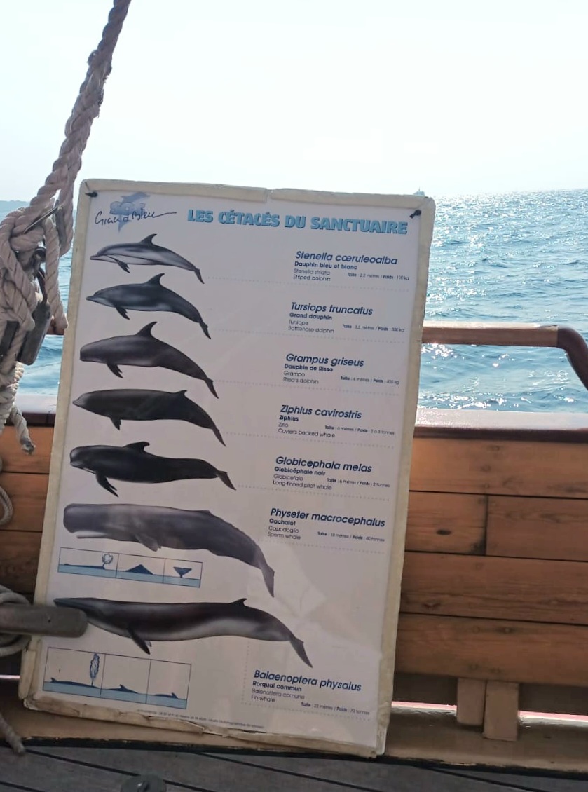 Lycée Audiberti ANTIBES @académieNice @maregionsud (@audibertilyc) on Twitter photo Ecodélégués sur le Santo Sospir, voilier <a href="/SOSGrandBleu/">SOS Grand Bleu</a> Cétacés présents dans le sanctuaire <a href="/Pelagos_/">Pelagos Agreement</a> des eaux côtières. Les reconnaître, les protéger. #UNOC3
Remerciements lycéens et <a href="/Ingrid_Prof2bio/">Ingrid Knoll</a> et félicitations pour votre engagement !
Merci 💕 <a href="/VilledeNice/">Ville de Nice</a> Ecodélégués sur le Santo Sospir, voilier <a href="/SOSGrandBleu/">SOS Grand Bleu</a> Cétacés présents dans le sanctuaire <a href="/Pelagos_/">Pelagos Agreement</a> des eaux côtières. Les reconnaître, les protéger. #UNOC3
Remerciements lycéens et <a href="/Ingrid_Prof2bio/">Ingrid Knoll</a> et félicitations pour votre engagement !
Merci 💕 <a href="/VilledeNice/">Ville de Nice</a>