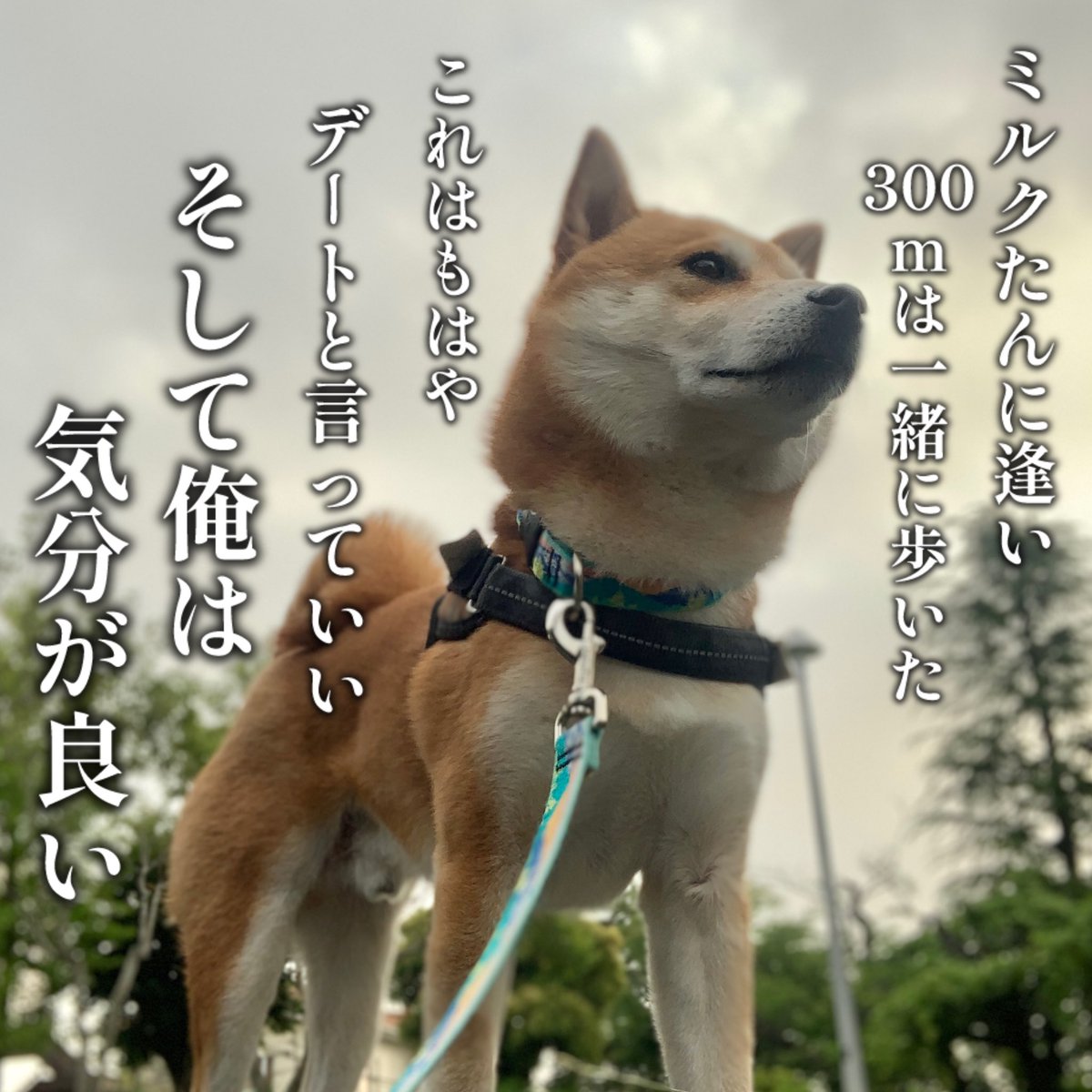 8471Fc's tweet image. 柴犬こむぎの提案が１つ叶いました。
あとはぶっといステーキです。
