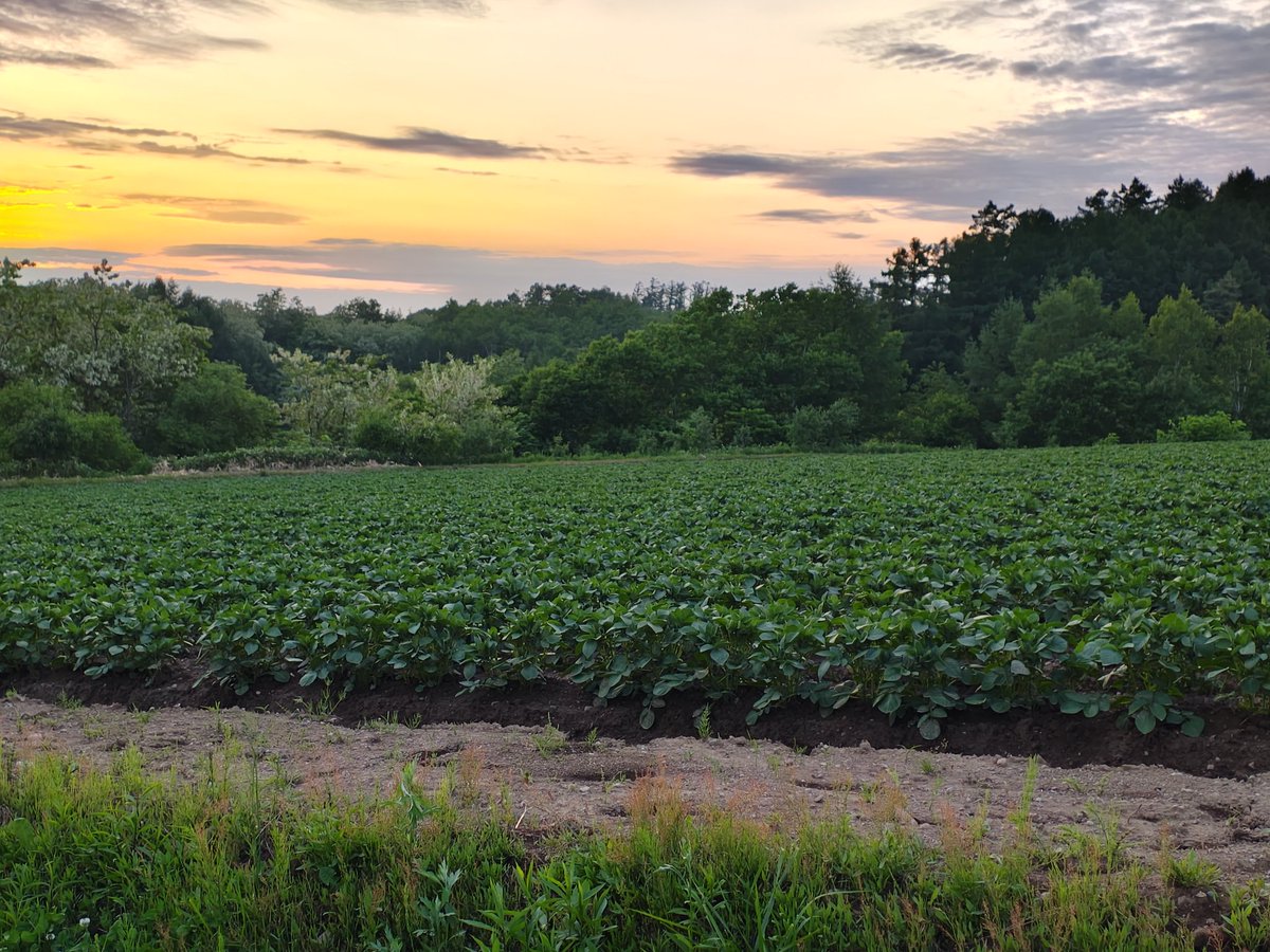 と思ったけど全然全然生育遅れてなかった
九州行きの移出用種芋 ニシユタカって芋
安定の生育状況 今年も安泰だ
うちの農協の主力品種  とにかく量が採れる