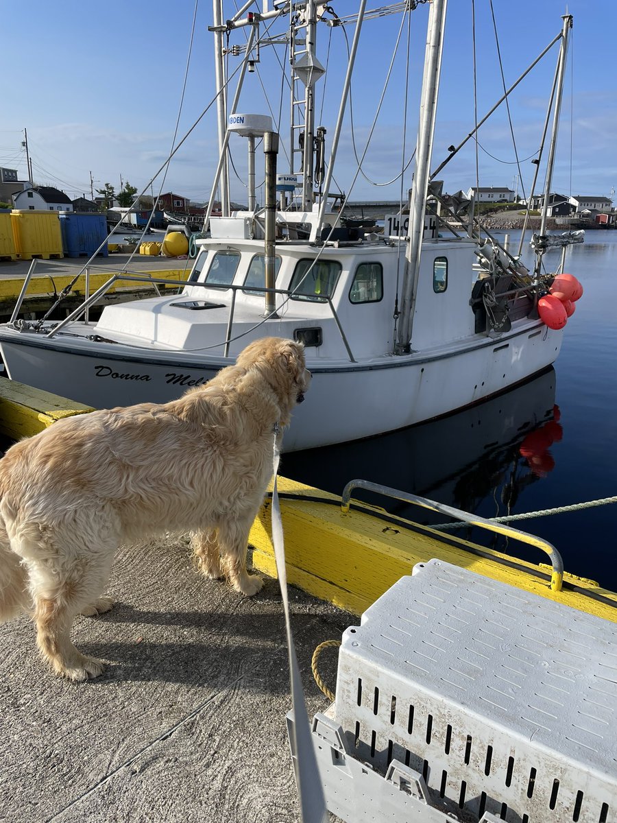 It’s a puddle tasting, view, enjoying, fish, tub, smelling, gull, guarding kind of Friday morning. Being the wharf inspector can sometimes be exhausting. Might have to get myself a new photographer though. Mom has been getting slack. Life of Chum