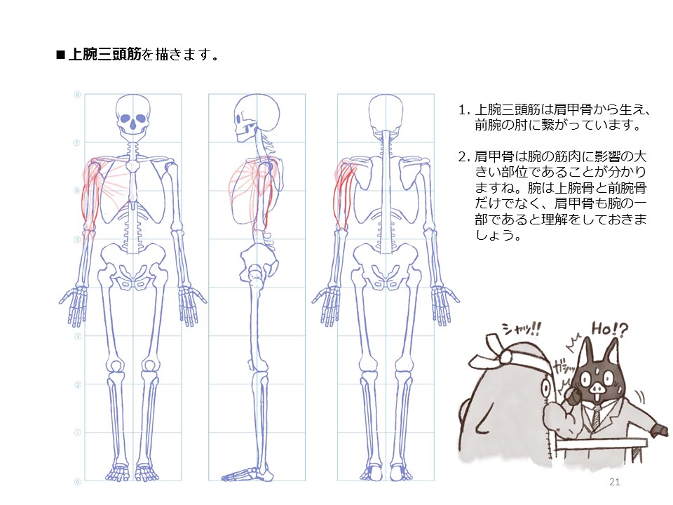 簡単マスター人体三面図(7/13) 
 腕の裏側の筋肉、上腕三頭筋は肩甲骨から前腕の肘に繋がっています。前腕の筋肉は上腕骨から手首へと回り込むように繋がっています。前腕の筋肉の名称は覚えにくいですねえ・・・。 
PDF版のDLはこちら。
 https://t.co/Eau7nCEvz0 