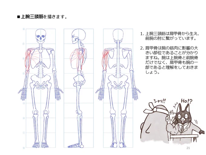 簡単マスター人体三面図(7/13) 
 腕の裏側の筋肉、上腕三頭筋は肩甲骨から前腕の肘に繋がっています。前腕の筋肉は上腕骨から手首へと回り込むように繋がっています。前腕の筋肉の名称は覚えにくいですねえ・・・。 
PDF版のDLはこちら。
 https://t.co/Eau7nCEvz0 