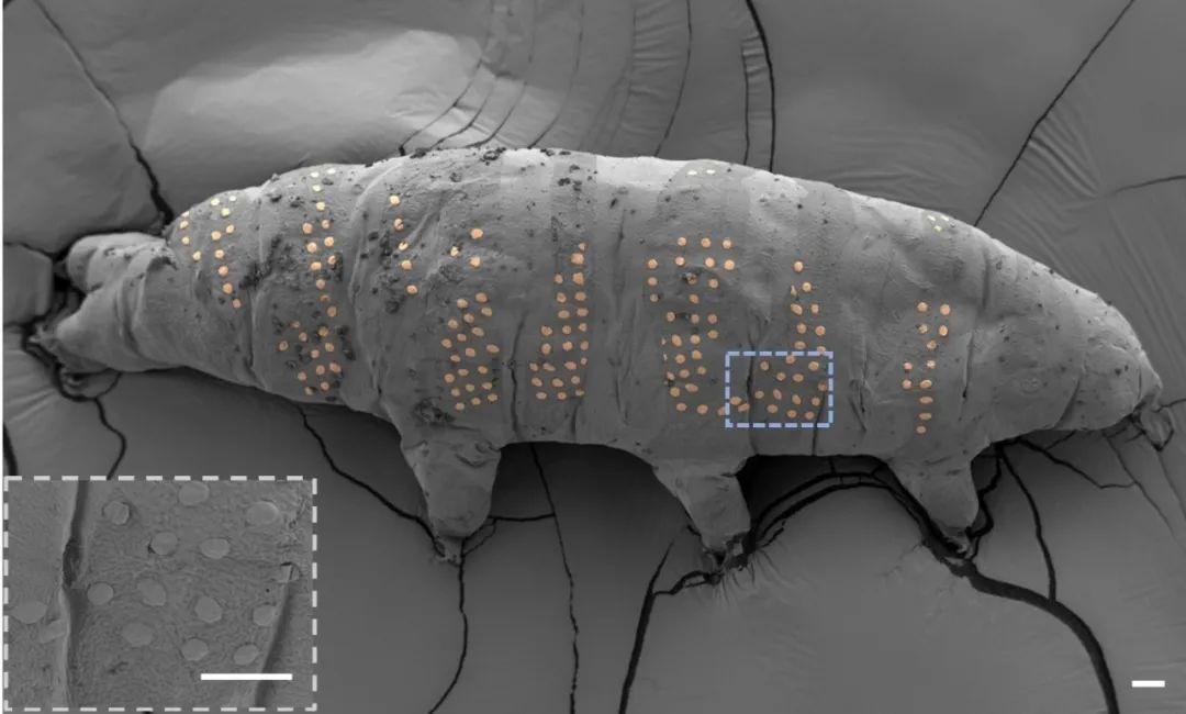ScienceLinkCN's tweet image. Chinese researchers at @Westlake_Uni have used ice-carving tech to create nanoscale patterns on living organisms for the first time.

These "tattoos" demonstrate high precision and biocompatibility, paving the way for medical #nanodevices and microrobots. #nanotech @NanoLetters