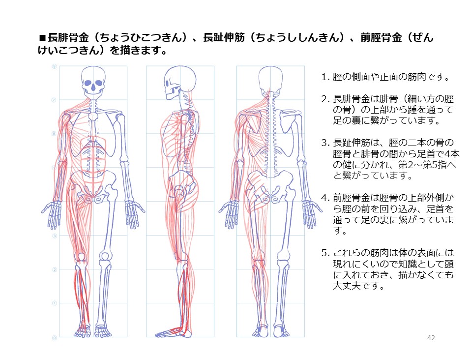 簡単マスター人体三面図(12/13)
フクラハギの筋肉などを描いて完成です…! お疲れ様でした!
PDF版のDLはこちら。
https://t.co/Eau7nCEvz0