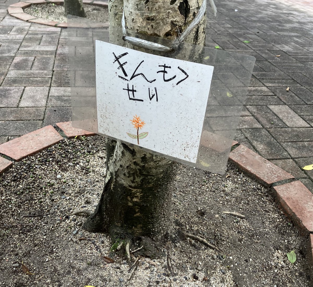 きんも＞せいも仲間にいれてください。見るたび癒されます…☺️