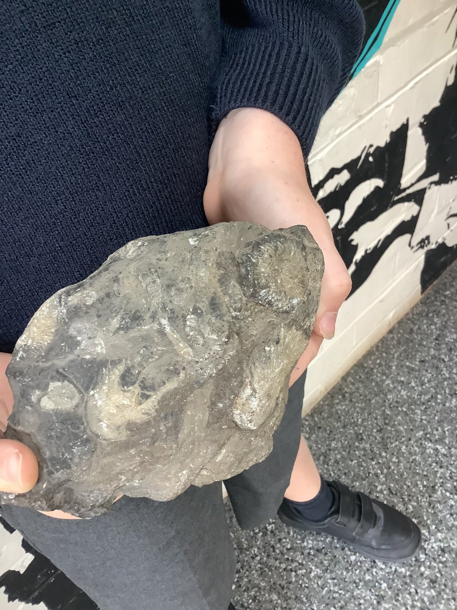 GreasbyJunior's tweet image. Year 4 have been learning about fossils for our explanation text in Literacy. Look at this amazing fossil that was found on a local beach near us! #GJS @OakTreesMAT