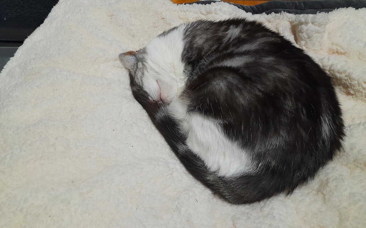 Diary of a cat servant: I was working today when I heard an odd sound. I took my headset off and it was Ella talking in her sleep. 😆So here is a #FlashbackFriday to an occasion she looked exactly as she did today.