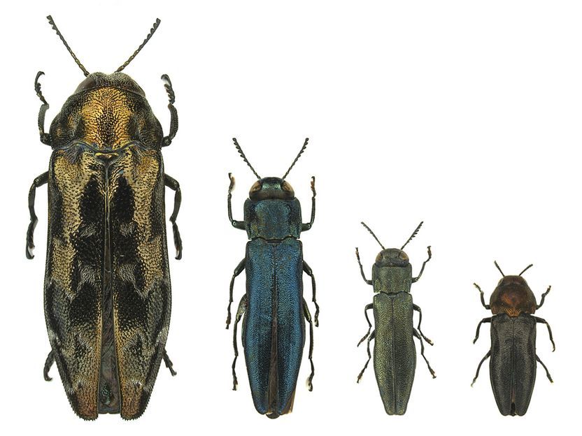 PeerComJournal's tweet image. Now published in Peer Community Journal, #zoology section: Intra- and interspecific variations in flight performance of oak-associated Agrilinae (Coleoptera: Buprestidae) using computerised flight mills
buff.ly/A0KhUzV