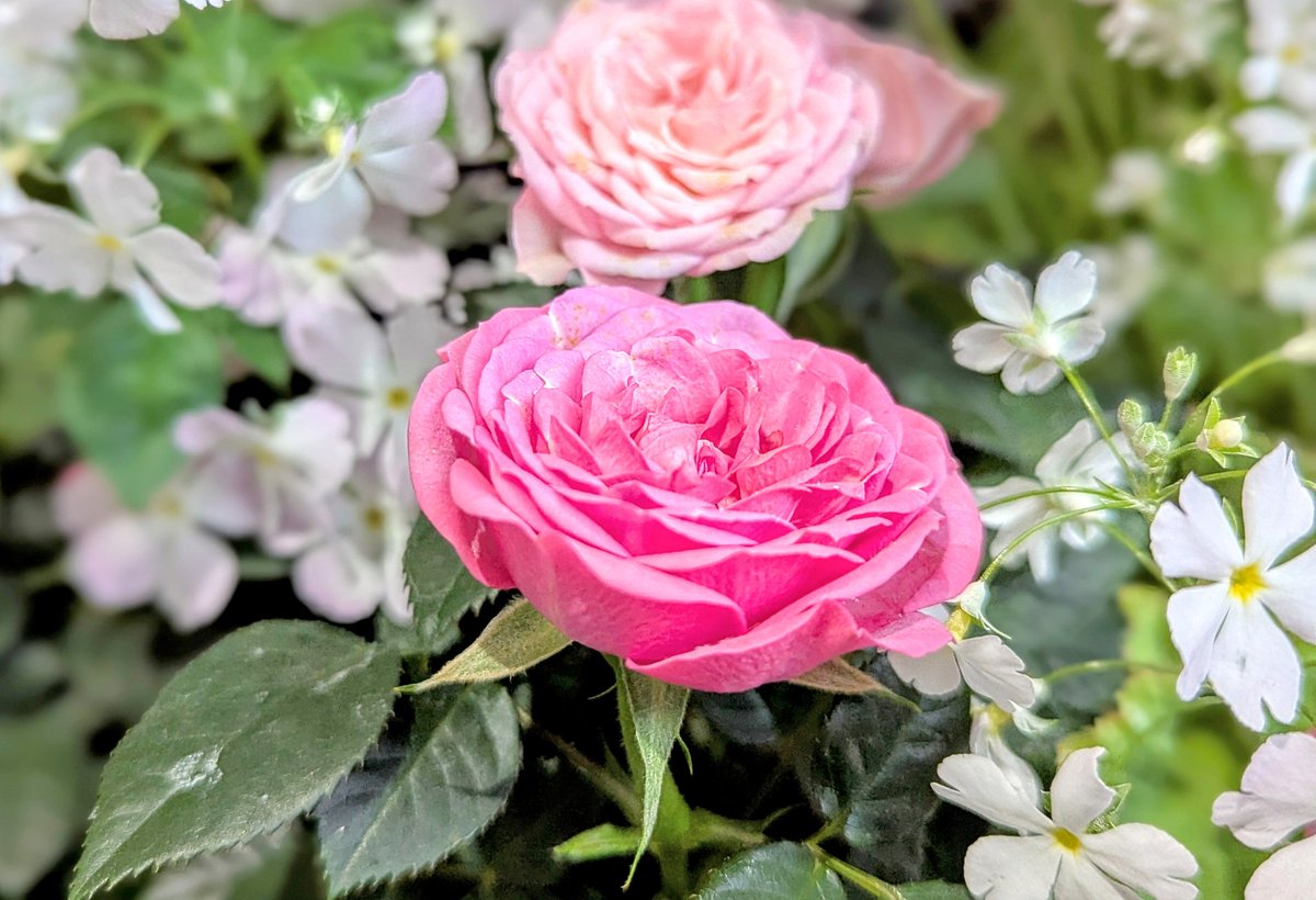 *

君が描く日々に
友が委ねた想いが重なる

振りほどけなかった悲しみは
君を想う人達の優しさが解かす

真っすぐな瞳を宿す君に
途切れた心は紡ぎ始める

巡る季節さえ気に留めぬ僕に
春を教えてくれたのは

緑に色づく木々でも
鮮やかに芽吹く花でもなく

君が話す時の白さが
色を失った時だった

*