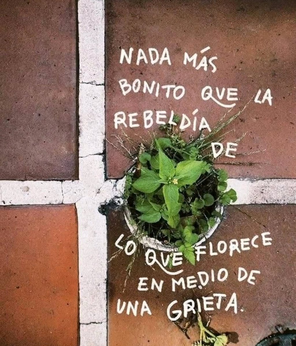 Esta tarde hablaremos de #resiliencia en el Programa Superior "Mujer y Liderazgo", de la <a href="/CamaradeMadrid/">Cámara de Madrid</a>

"Nada más bonito que la rebeldía de lo que florece en medio de una grieta".

#liderazgo #mujeryliderazgo #resiliencia