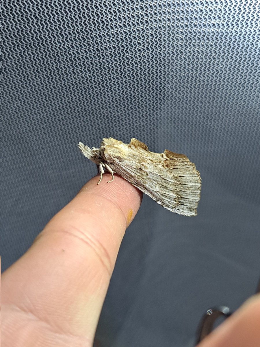 ちょろっと外灯見たら割と良かった
ミヤクワもいたし初夏を感じる