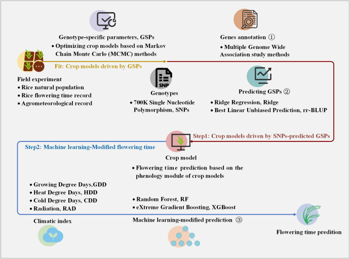 Integrating rice growth models, SNPs, and ML improves flowering time prediction. GSPs link to key genes like DTH2 and OsCOL15, aiding digital breeding. #RiceBreeding #CropModeling
Details: doi.org/10.1016/j.plap…