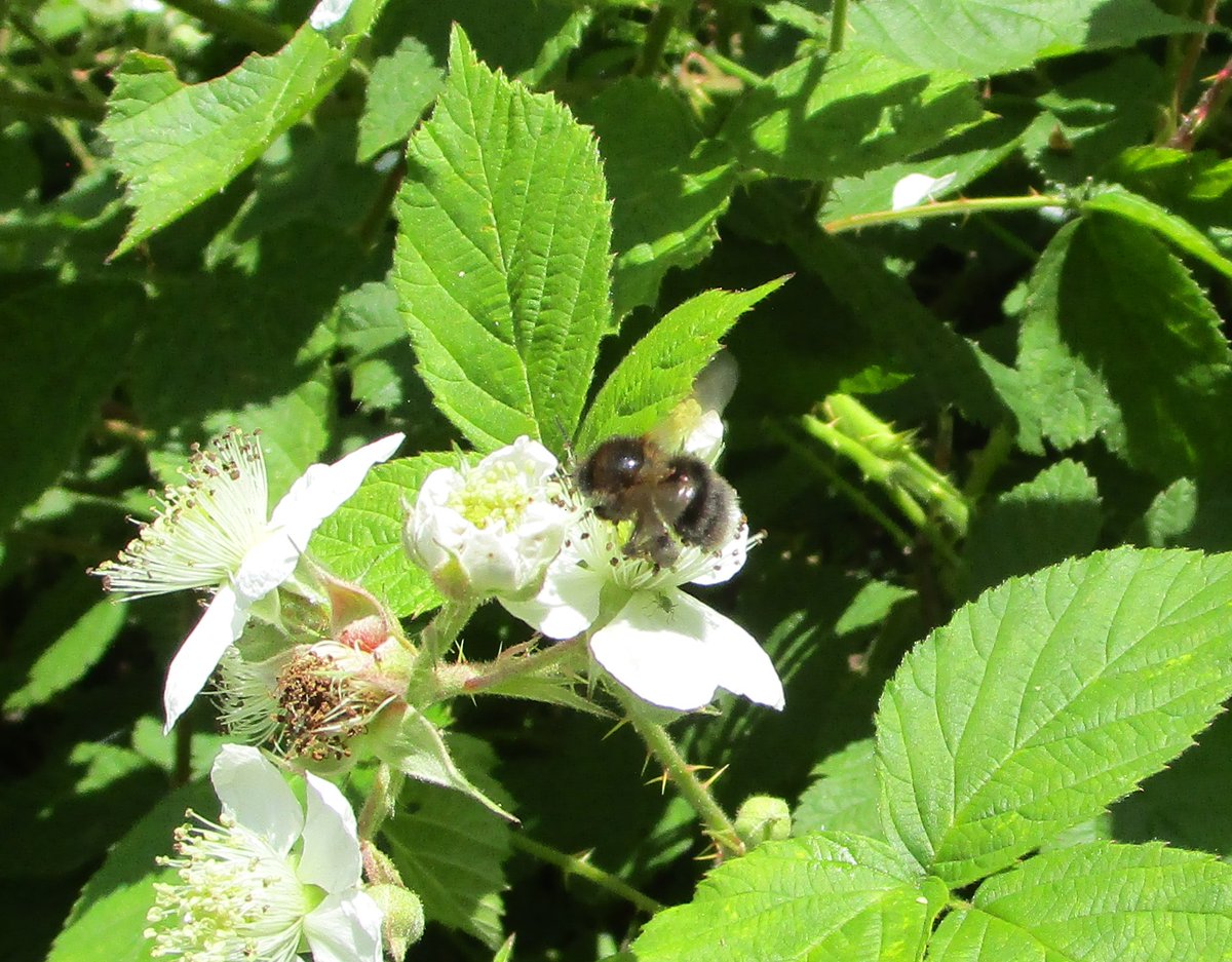 Today, Simon had a quick visit to Dryhill Nature Reserve near Sevenoaks, to investigate reports of a large black bee.

Seven species were found including the Brown-banded and Red-shanked, two of our rarest!

And the Garden bumblebee population did have some darker forms.