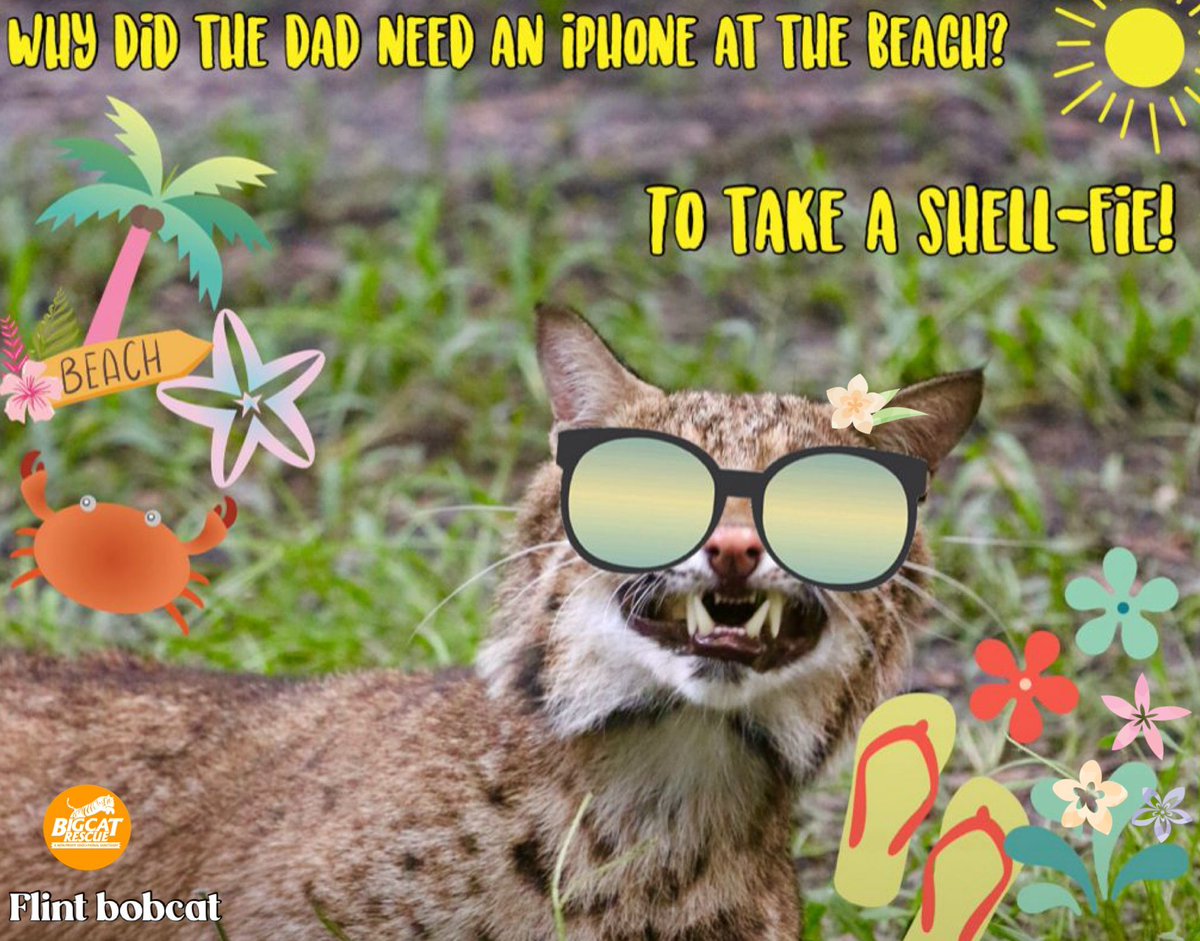 “Why did the dad need an iPhone at the beach?
…to take a shell-fie!” 🤣

#FlintBobcat #BigCatRescue #Bobcat #Cat #Friday #FridayFun #Joke #DadJoke #Riddle #Funny #Silly #Dad #DadJokes #Selfie