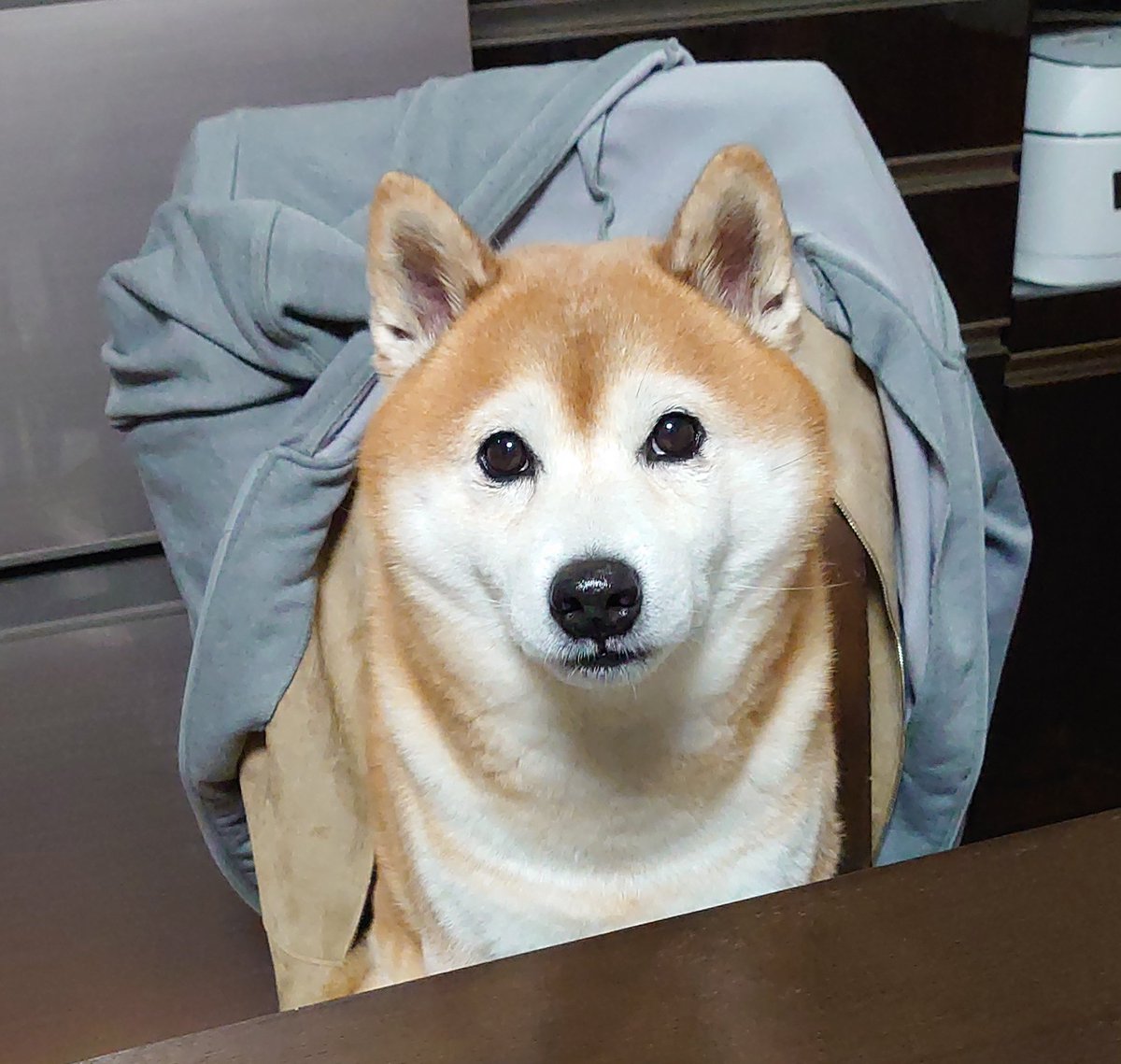 柴犬 小太郎 (@kota_kota_aruku) / Posts / X, image size:1200x1139