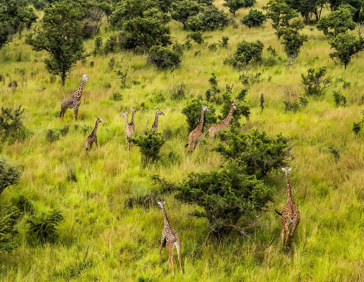 PMuzogeye's tweet photo. Welcome to the Akagera National Park where the untamed magic savanna whispers and giants roam!
#VisitRwanda 🇷🇼 https://t.co/TgnzdYbeH4
