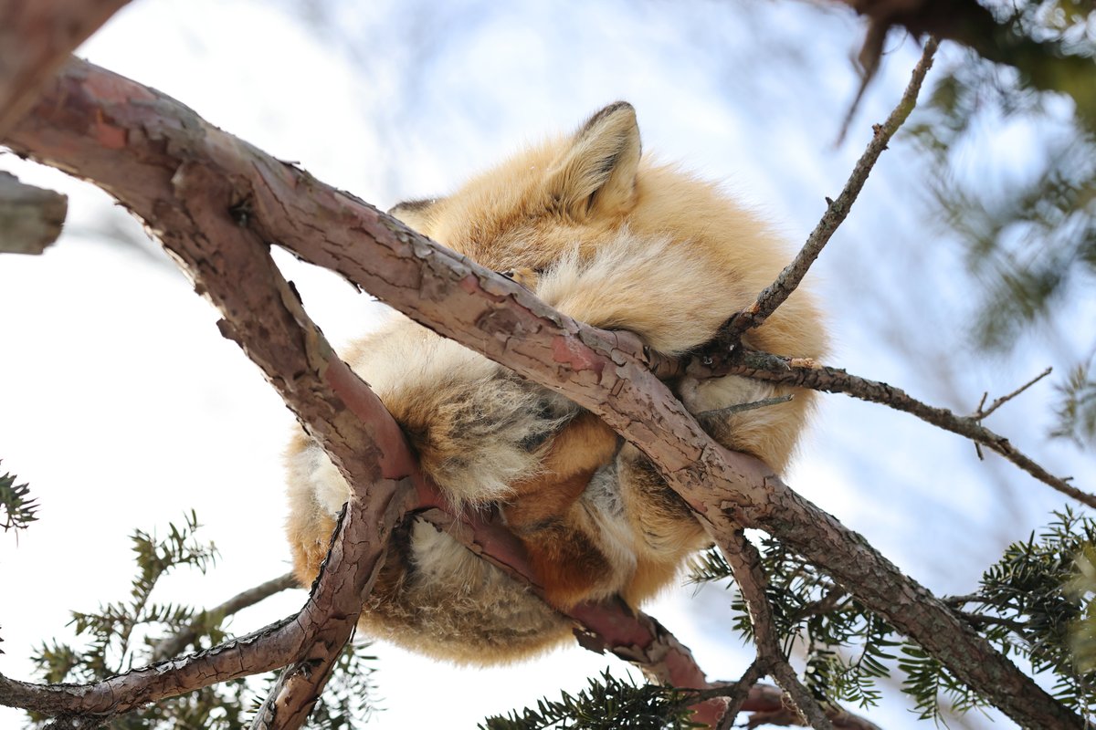 こぴー tweet media