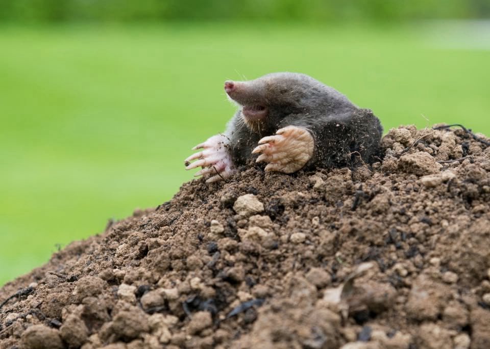 Frau von Flausch 6.0🫶🏻 tweet media