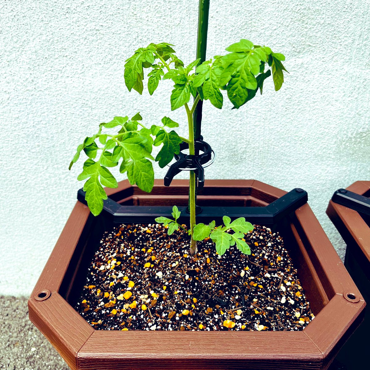 emika_mayopaku's tweet photo. 成長がゆるやかだけど、梅雨に負けるなよ
ルッコラはダメにしてしまったかなしい
 #YUKI_30th写真集 https://t.co/3IT3c9sn7S