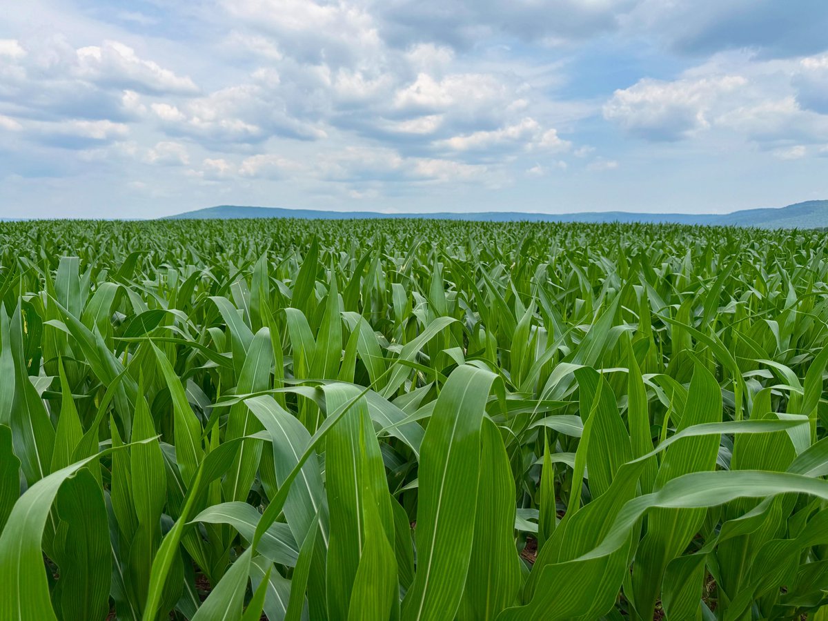 Friday Photo <a href="/UTIAg/">UT Institute of Agriculture</a> 

Pic submitted by Rachel Painter
