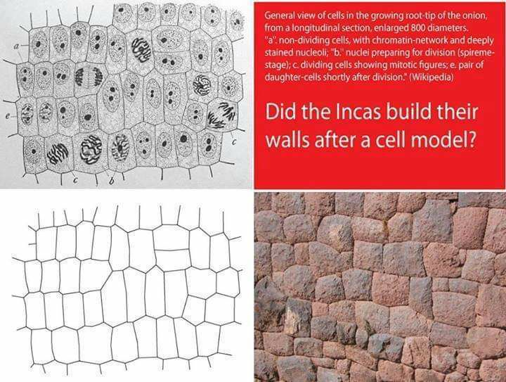 AncientsRback's tweet image. The Incas and other cultures around this world could have built their amazing walls after cells.

Cells store energy and information, such rock walls had a purpose in the energetic grid of the old world. 

#Peru #Incas #Megalithic #Stonewalls #Giants #Ancient #celular #Electromag