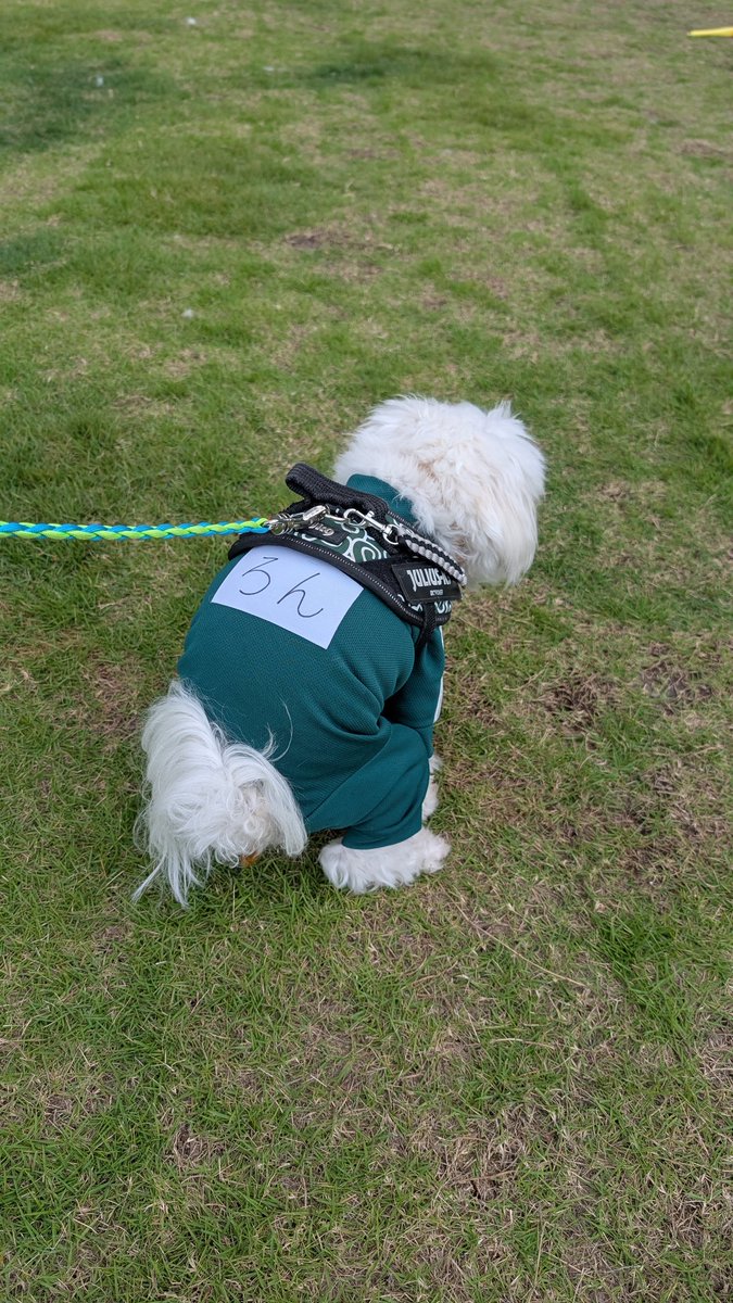 chihuamaru_ron's tweet image. #犬のうんチングポーズ選手権