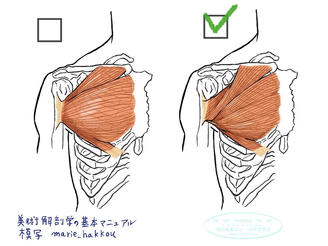 marie_hakkou's tweet image. 美術解剖学の基本マニュアル　模写
P67 大胸筋のねじれ・溝の方向
大胸筋の溝は脇の下に向かって走行する。筋全体の構造としては、ねじれた形状になっている。