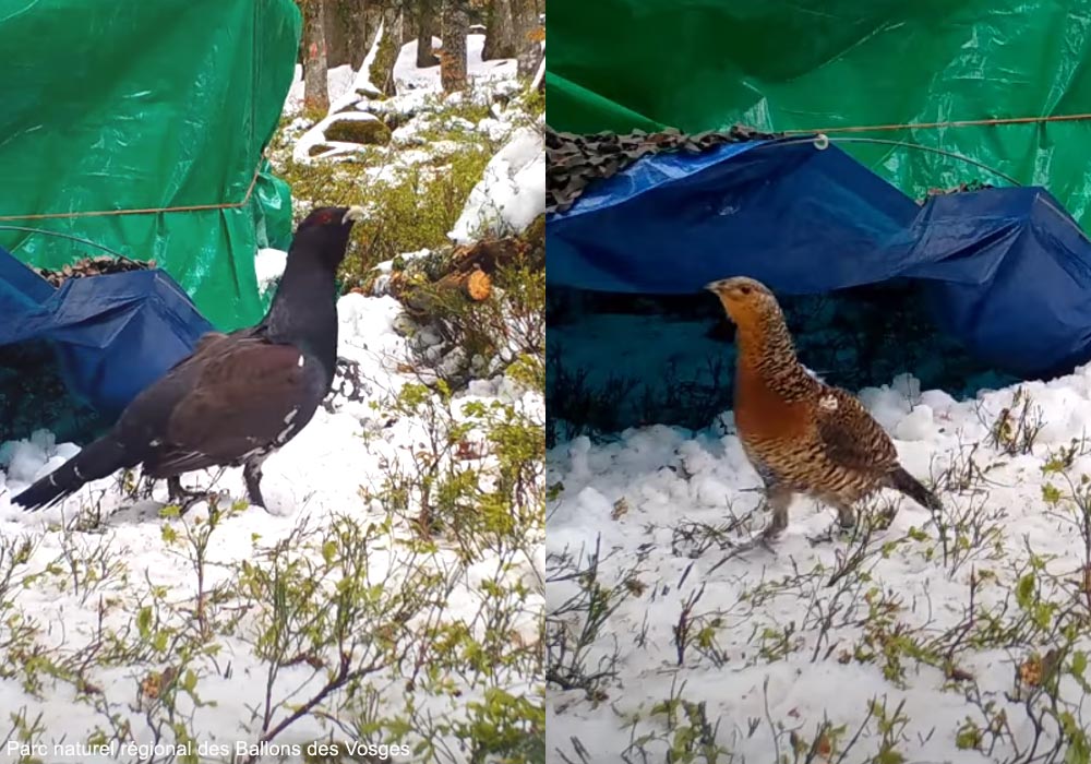 Ornithomedia (@ornithomedia) on Twitter photo Nouveaux lâchers de Grands Tétras dans les Vosges au printemps 2025 et tentatives de nidification ➡️ Cliquez sur ce lien pour en savoir plus : ornithomedia.com/breves/nouveau…
#oiseaux #birds #ornithologie #ornithomedia #ornithology <a href="/VosgesMatin/">Vosges Matin</a> Nouveaux lâchers de Grands Tétras dans les Vosges au printemps 2025 et tentatives de nidification ➡️ Cliquez sur ce lien pour en savoir plus : ornithomedia.com/breves/nouveau…
#oiseaux #birds #ornithologie #ornithomedia #ornithology <a href="/VosgesMatin/">Vosges Matin</a>