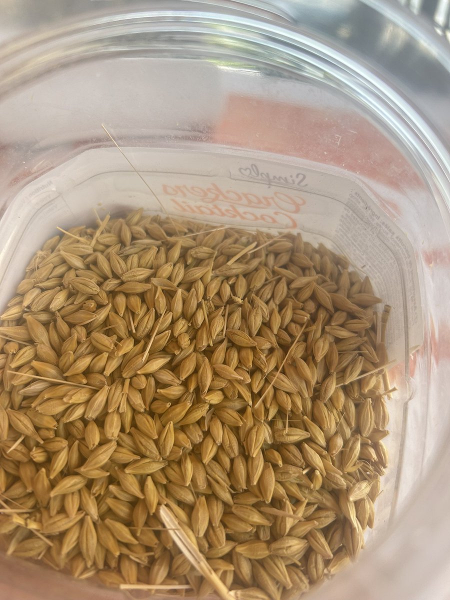 Échantillon à la Minibat, 12,5% h2O, calibrage 90, peu de protéines… On attaque lundi après les éventuels orages ⛈️ dans cette Zébra 🌾🦓